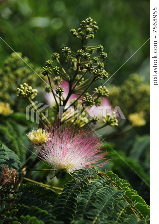 Mixed flowers Mixed flowers 7568955