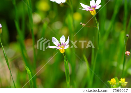 Niwazekishou Niwazekishou 7569017