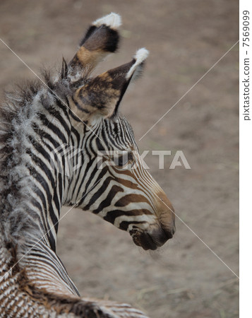 Cute zebra baby's face Cute zebra baby's face 7569099