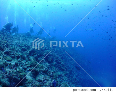 灰礁鯊魚Medallation鯊魚鯊帕勞共和國帕勞密克羅尼西亞潛水 灰礁鯊魚Medallation鯊魚鯊帕勞共和國帕勞密克羅尼西亞潛水 7569110