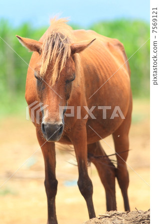 宮古島的馬 宮古島的馬 7569121