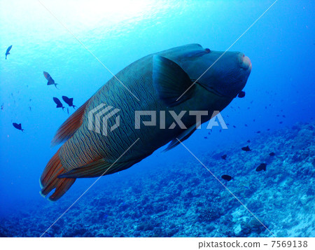 拿破崙魚眼鏡Mokno帕勞密克羅尼西亞海外潛水 7569138