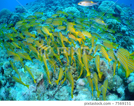 Dragonfly Dragonfly family Flock Palau Republic Diving Micronesia 7569151