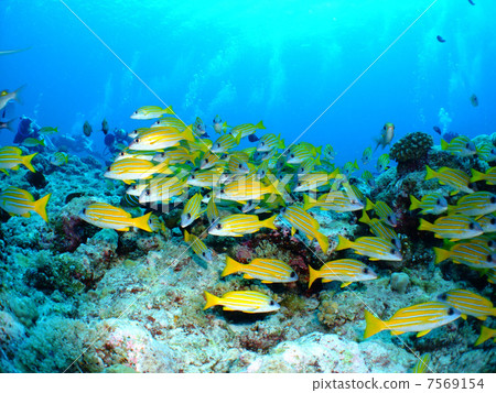 Dragonfly Dragonfly family Flock Palau Republic Diving Micronesia 7569154