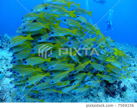 Dragonfly Dragonfly family Flock Palau Republic Diving Micronesia 7569156