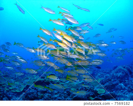 鋸齒潛水帕勞牧群密克羅尼西亞海上潛水 鋸齒潛水帕勞牧群密克羅尼西亞海上潛水 7569182
