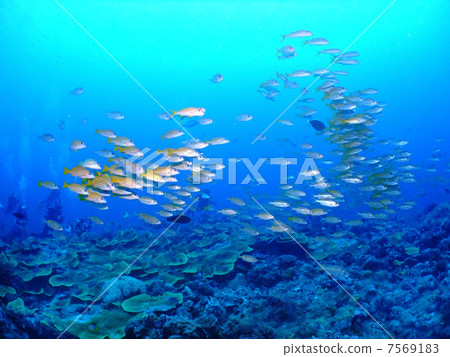 鋸齒潛水帕勞牧群密克羅尼西亞海上潛水 鋸齒潛水帕勞牧群密克羅尼西亞海上潛水 7569183