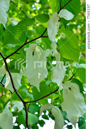 Tree · Handkerchief House 7569197