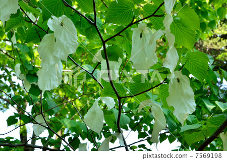 Tree · Handkerchief House 7569198