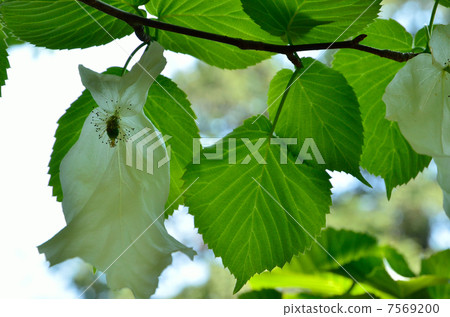 Tree · Handkerchief House 7569200