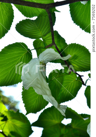 Tree · Handkerchief House 7569202