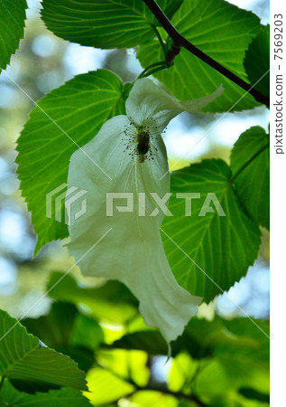 Tree · Handkerchief House 7569203
