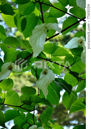 Tree · Handkerchief House 7569204