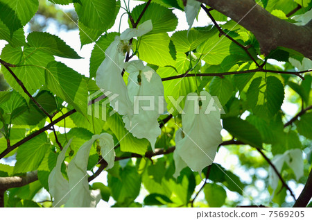 Tree · Handkerchief House 7569205