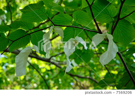 Tree · Handkerchief House 7569206