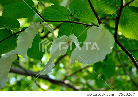 Tree · Handkerchief House 7569207