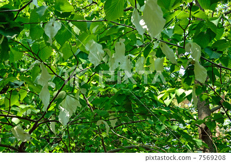 Tree · Handkerchief House 7569208