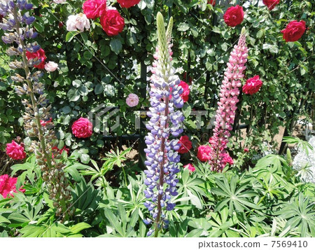 Rubinas和玫瑰 7569410