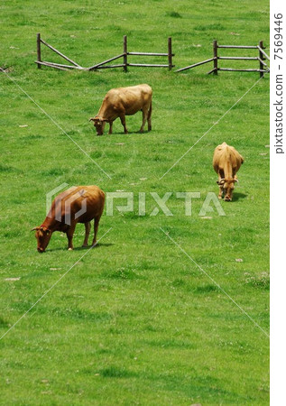 在阿蘇草原放牧紅牛 7569446