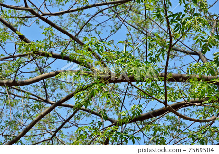 Tree · Sendan Sendant Department Tree · Sendan Sendant Department 7569504