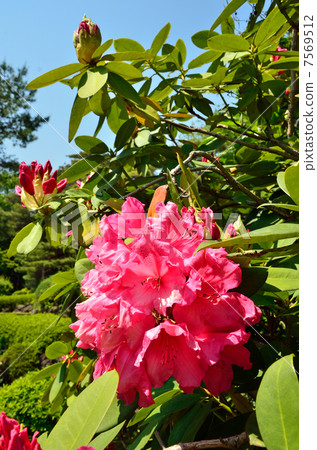 Tree · Rape Rhododendronaceae 7569512