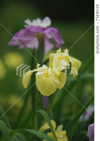 花鏟 花鏟 7569539