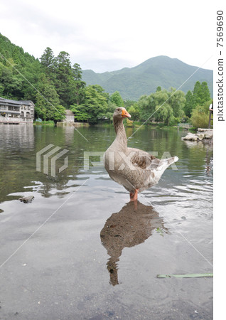 Golden Lake Golden Lake 7569690