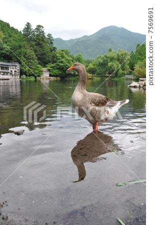 Golden Lake Golden Lake 7569691