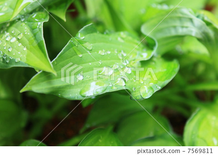 Leaf of a lizard and a drop of water 7569811