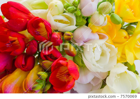blooming flowers blooming flowers 7570069