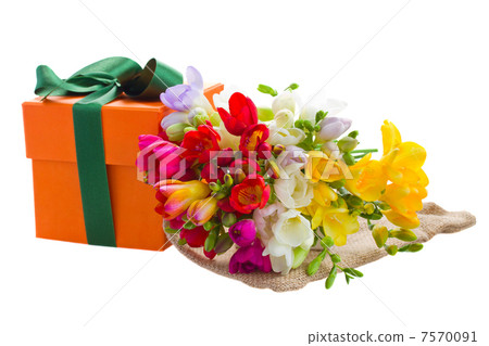 freesia flowers and gift box freesia flowers and gift box 7570091