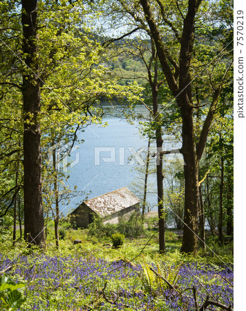 Overlooking the boat house on the shore of Lake Windermere from the Blue Bell Forest Overlooking the boat house on the shore of Lake Windermere from the Blue Bell Forest 7570219