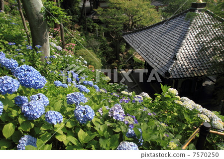繡球花隱居步行道和繡球花 繡球花隱居步行道和繡球花 7570250