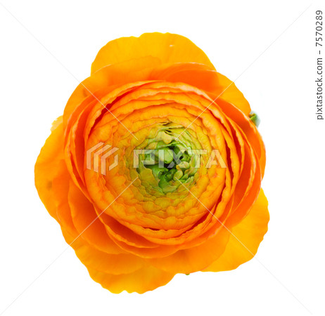 one orange ranunculus one orange ranunculus 7570289