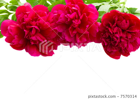 border of peony flowers 7570314