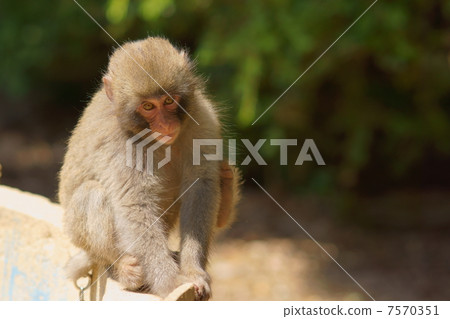 被詛咒的猴子 7570351