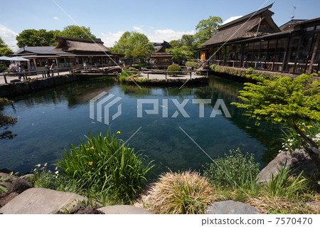 忍野春天春天組 7570470