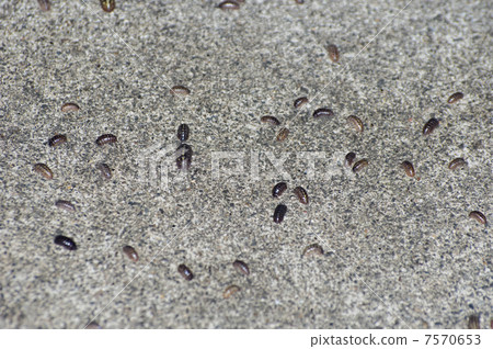 D螂大量發生 7570653