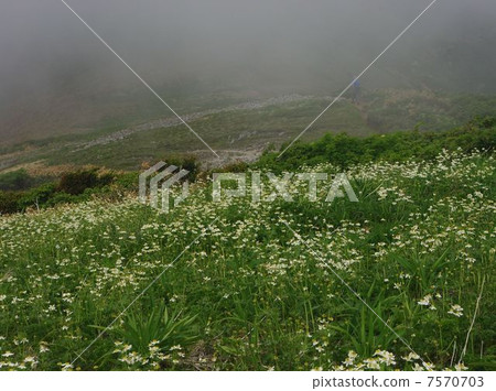 Flower garden 7570703