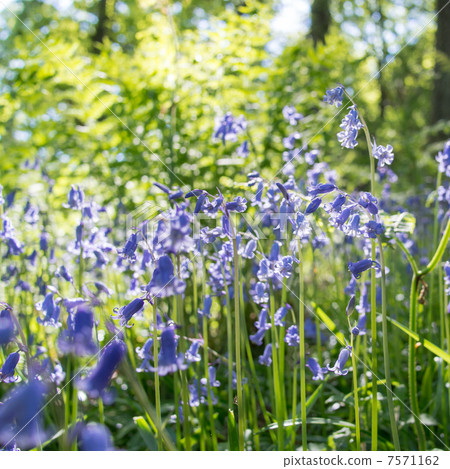 Blooming flowers blooming under the sun peppermint day 7571162