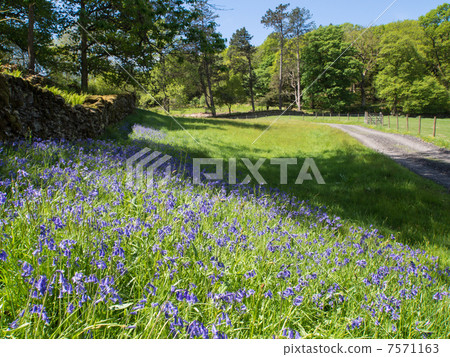 A group of blue bells on the side of the boardwalk A group of blue bells on the side of the boardwalk 7571163