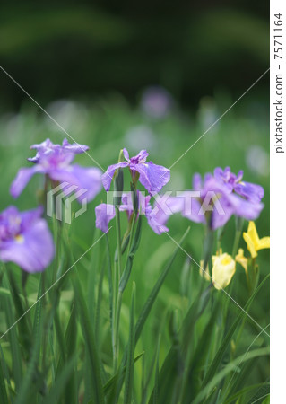 Flower shovel 7571164