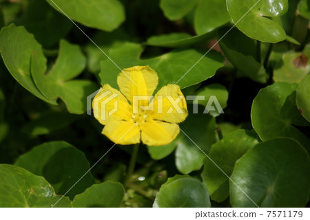 Asaza Asamusa Nymphoides peltata 7571179