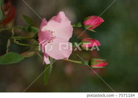 Balladente Bess Dainty Bess Rosa 7571184