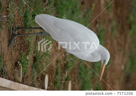 Daisuke Ogre Ardea alba Great Egret 7571208