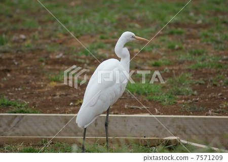 Daisuke Ogre Ardea alba Great Egret 7571209