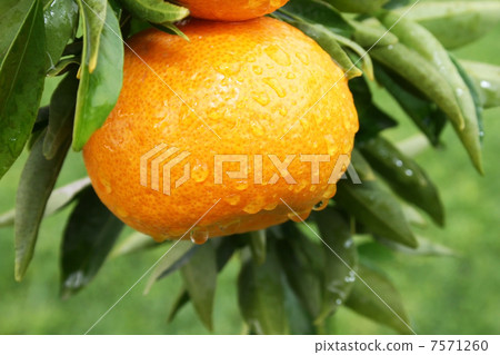 Tangerine 7571260