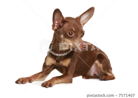 Russian toy terrier. Isolated on a white background Russian toy terrier. Isolated on a white background 7571407