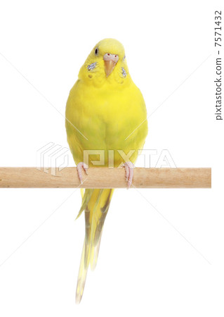 Yellow budgerigar on a branch Yellow budgerigar on a branch 7571432