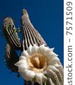 Sawarocactus Flower 7571509